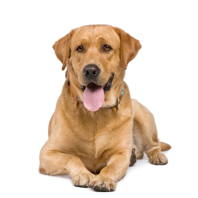 why should i get a golden retriever guelph eramosa township licences why should i get a golden retriever guelph eramosa township licences