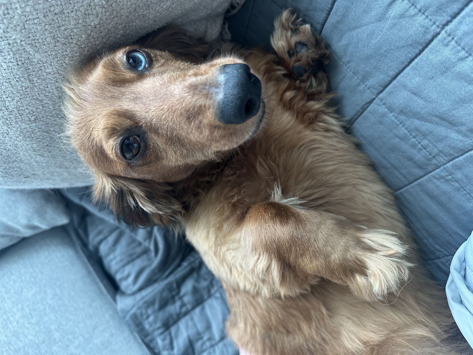 Wally