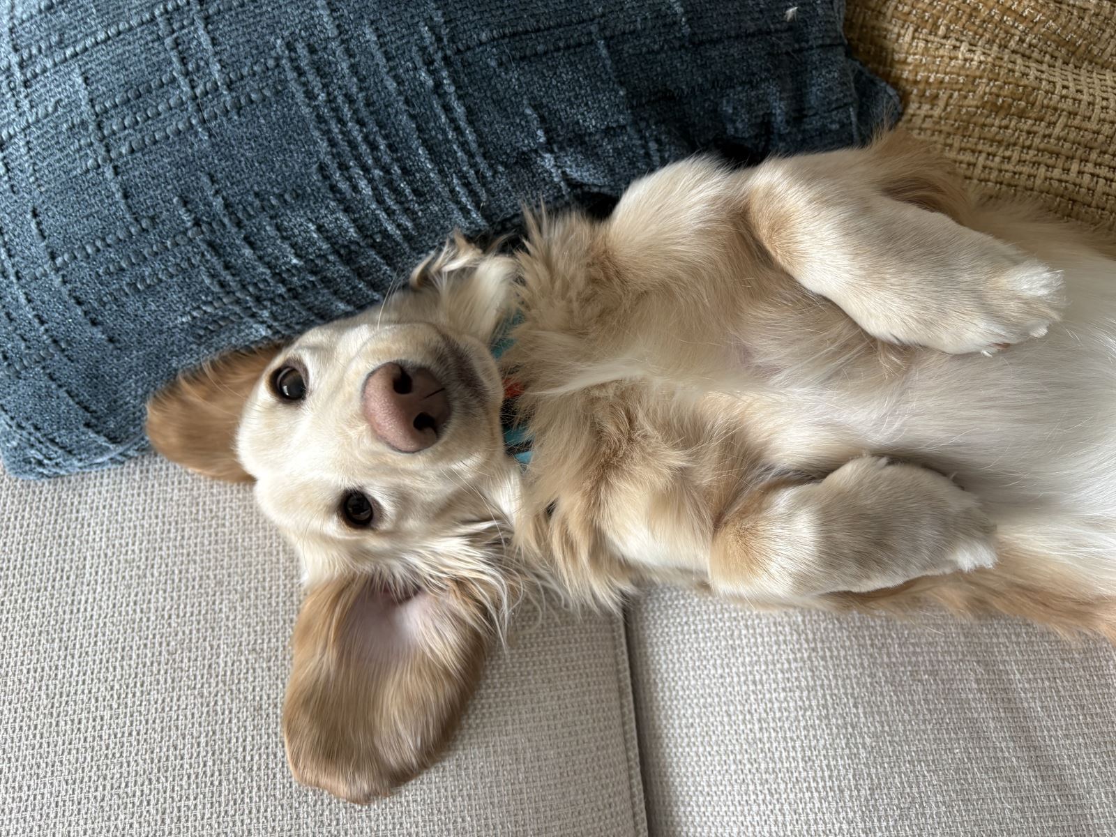 Wally