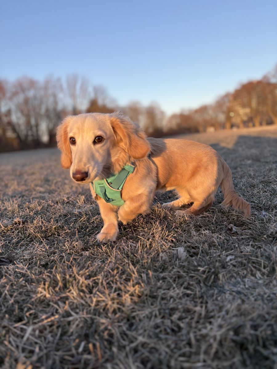 Wally