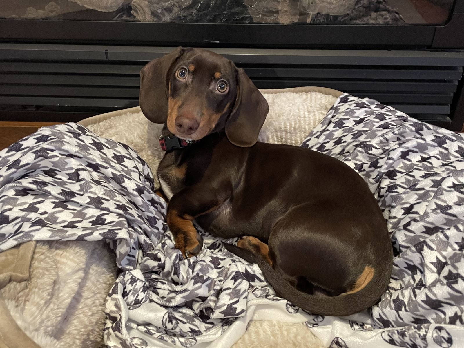 The Wiener Dog Dash