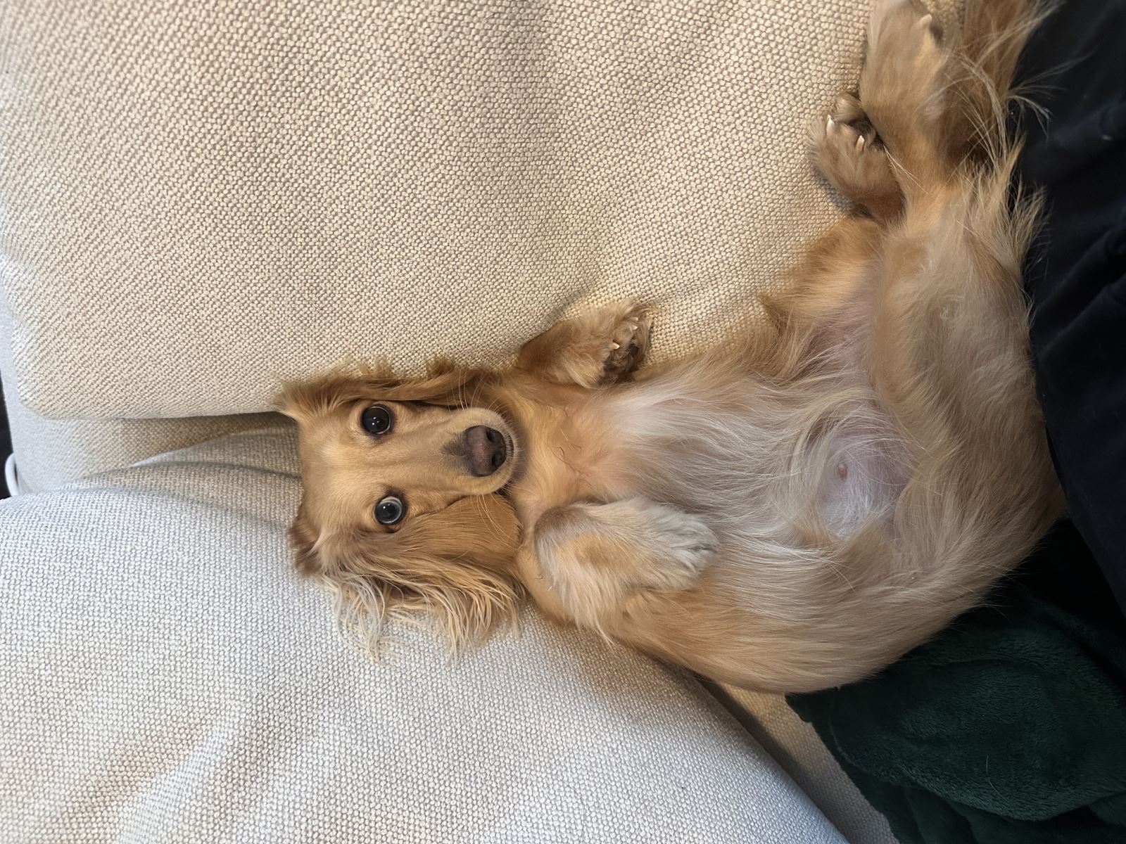 Wally