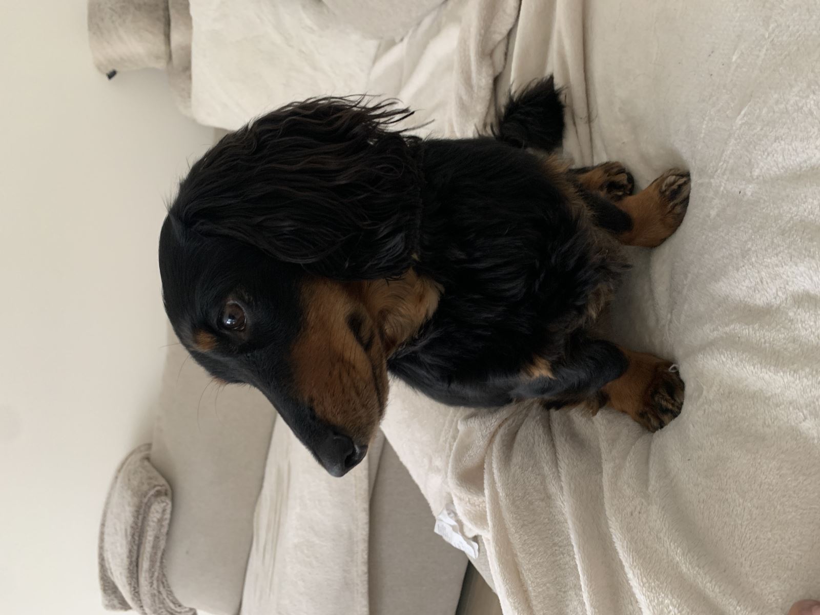 Wally