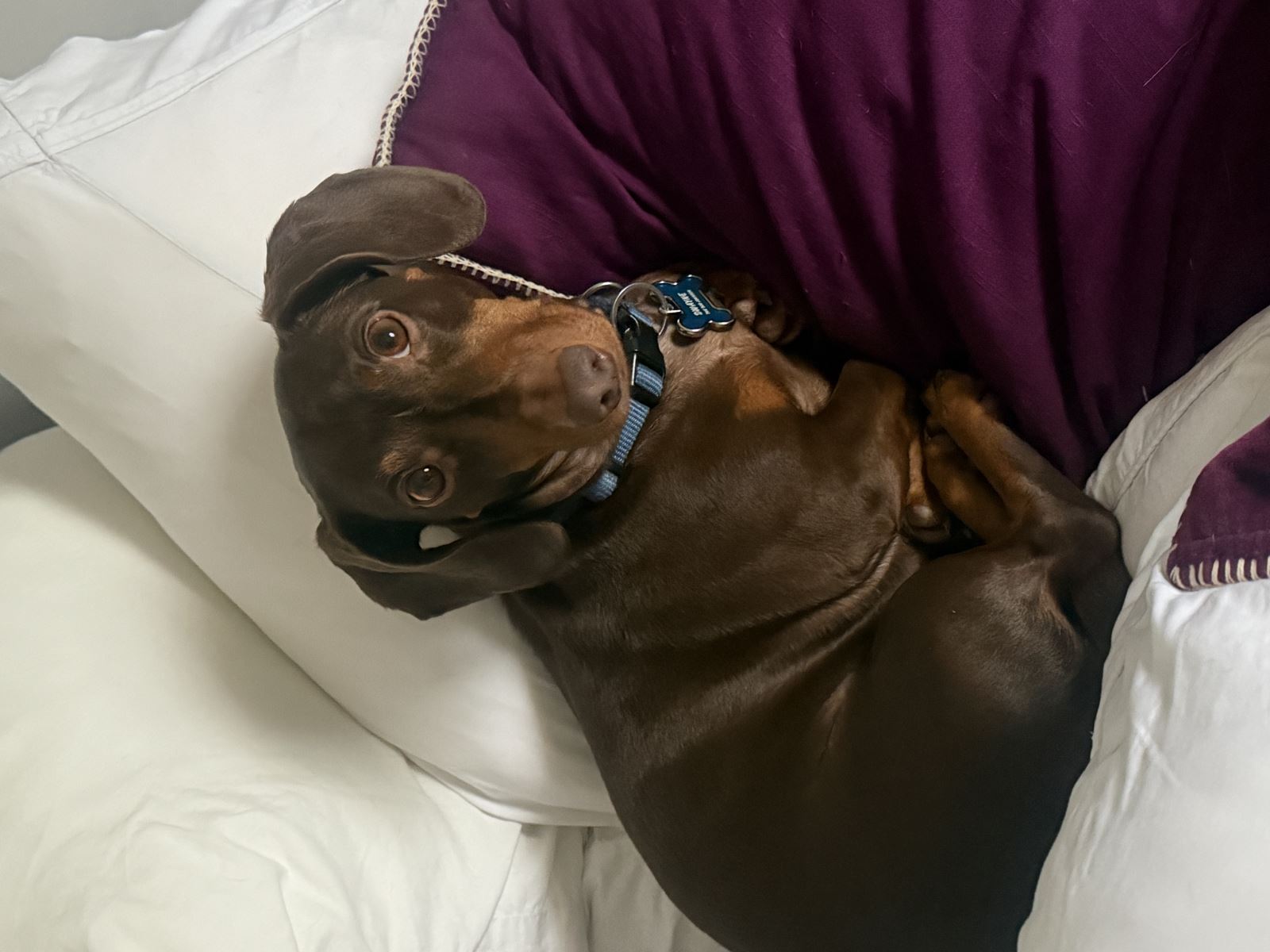 Wally