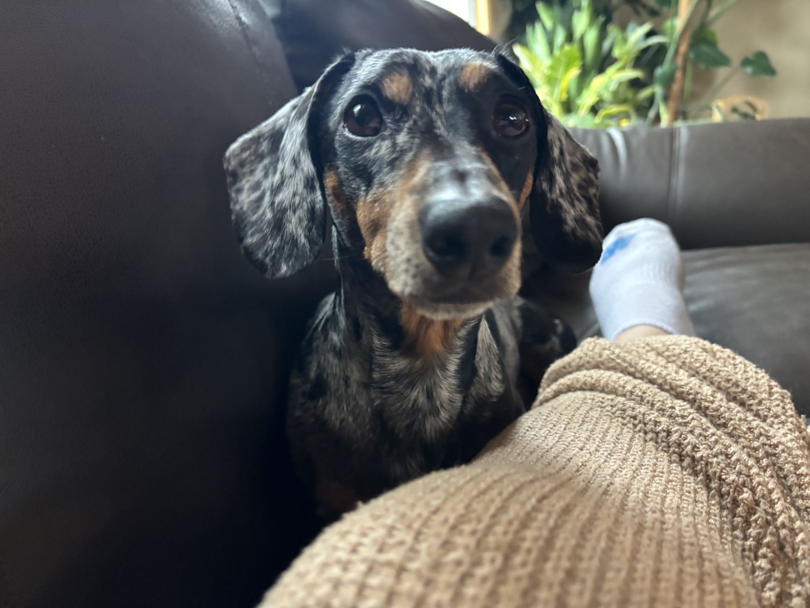 Wally