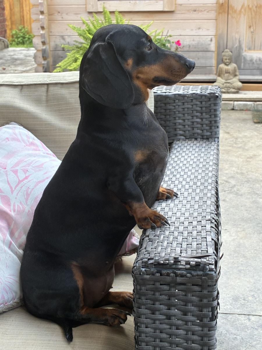 Wally