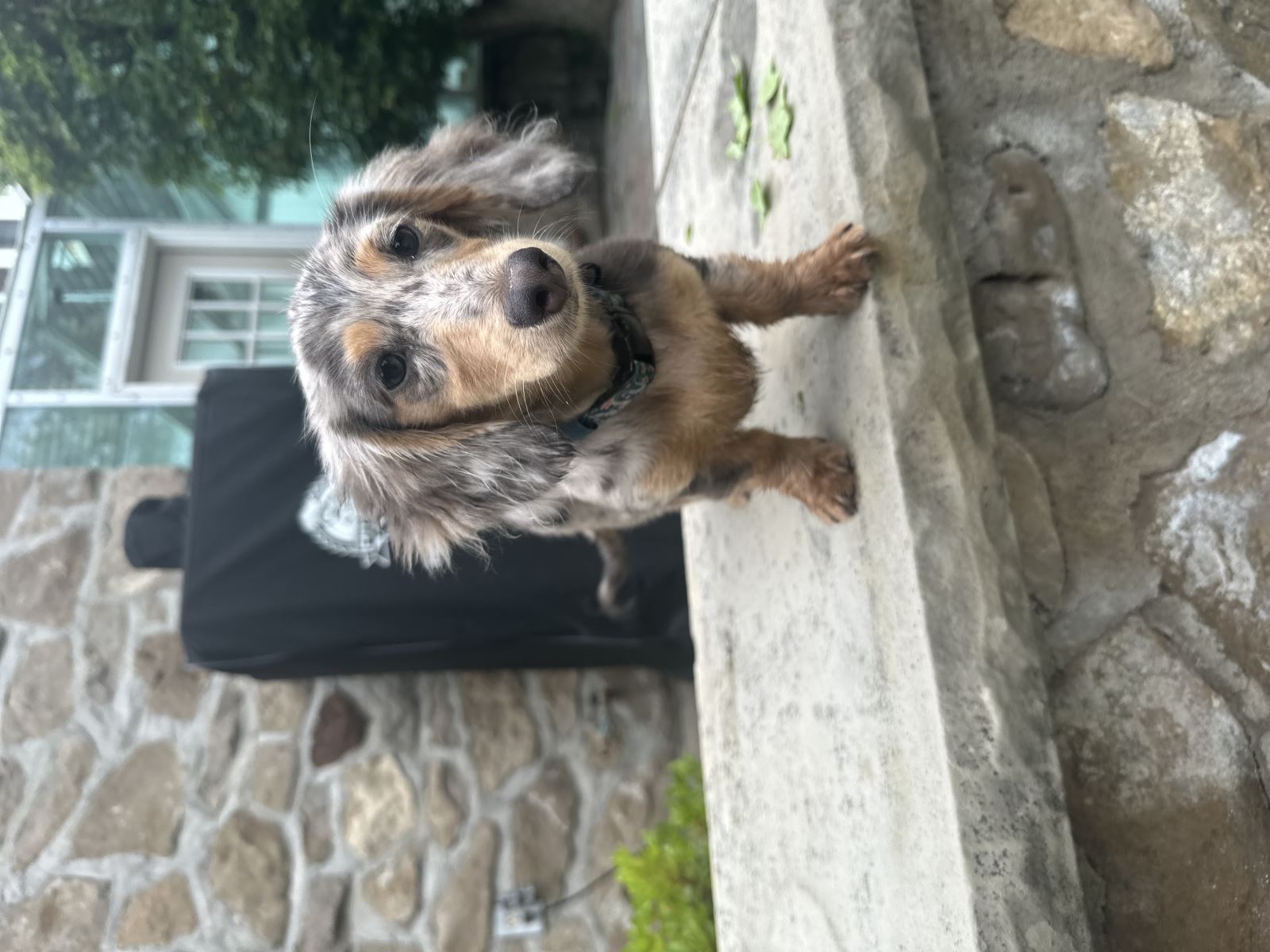 Wally