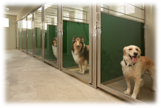 Everything You Should Know About Dog Boarding Kennel - Pets Care ...