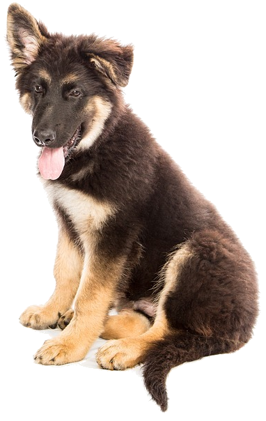 Picture of a German Shepherd puppy sitting with a white background