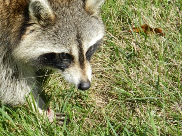 Photo of raccoon