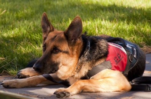 Picture of a service dog laying down on the sidewalk