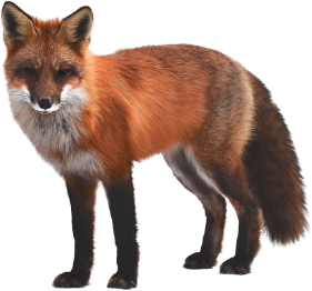 Picture of a red fox standing with a white background
