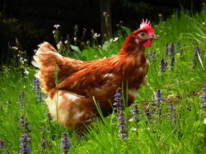 Picture of a chicken in a field of grass