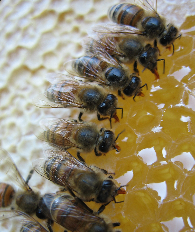 Picture of several bees putting honey into honey combs