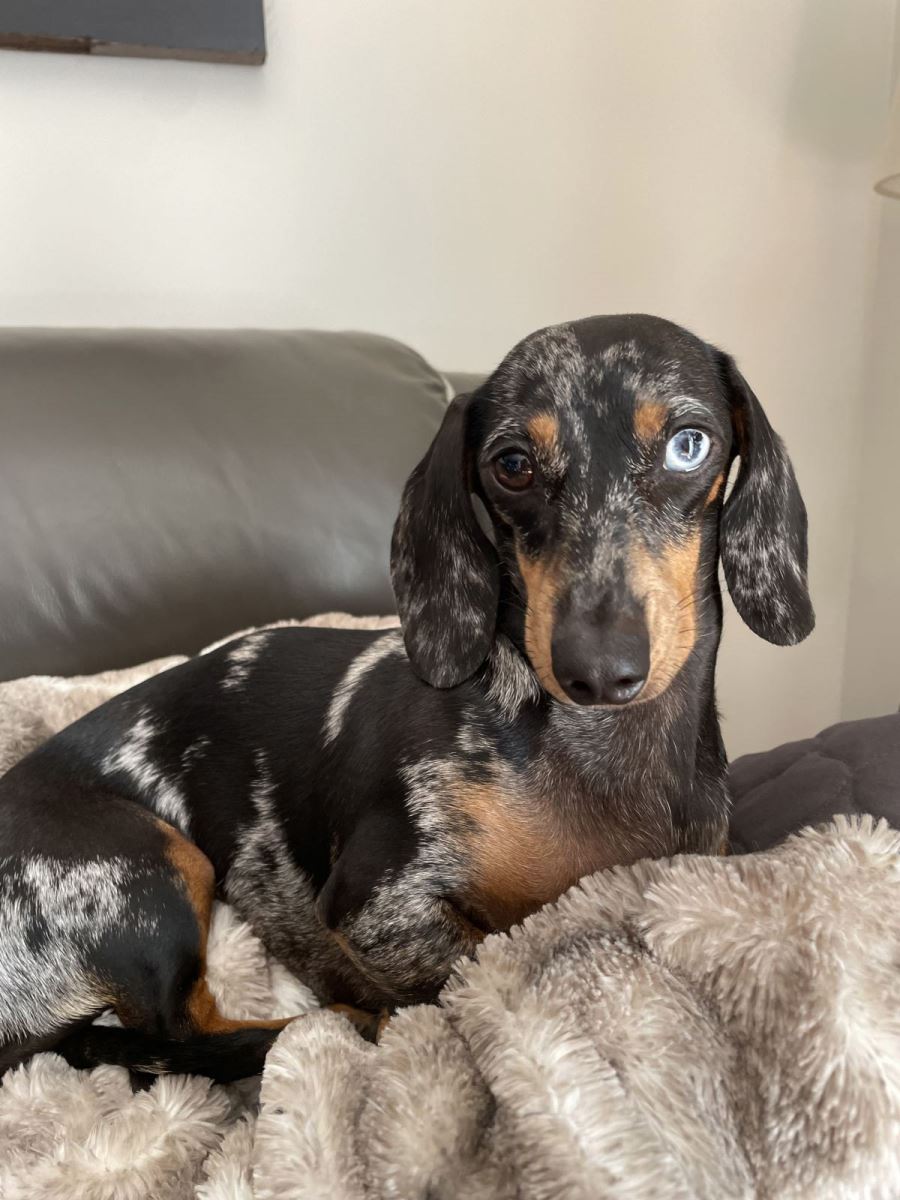 Reverse silver dapple dachshund cheap